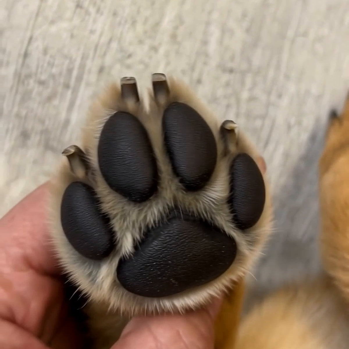 Clawly Dog Nail Scratch Board